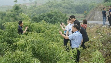 重慶秀山 黃精變“黃金”，電子產(chǎn)品銷售助力民富鄉(xiāng)村興