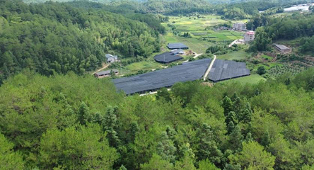 鐘鴻輝綠色家庭 讓大地披綠，讓綠色生活融入日常
